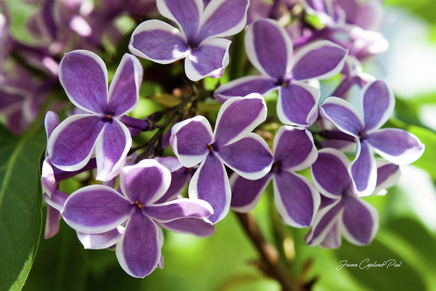 Nature Photograph - Lovely Lilacs by Joann Copeland-Paul