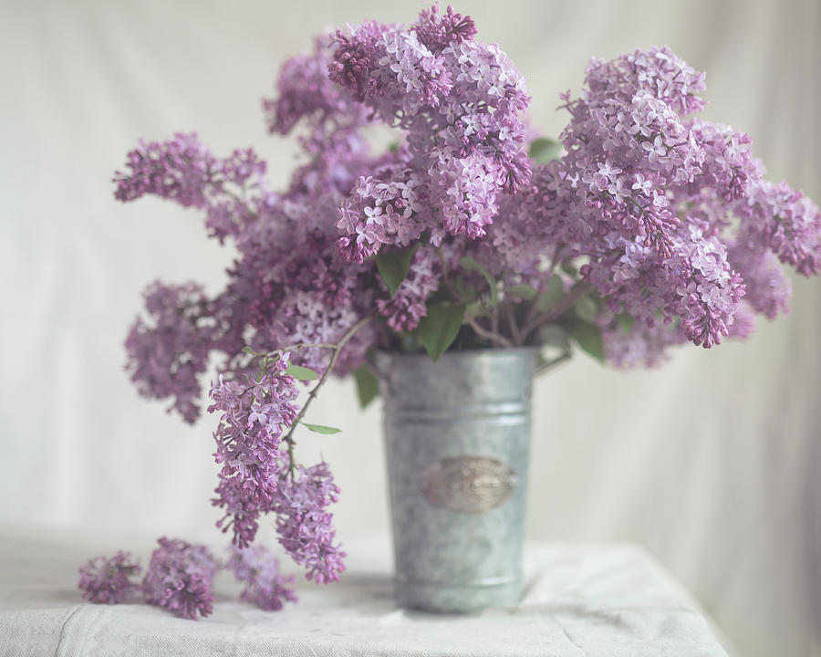 Lovely Lilacs Photograph by Mary Roux - Pixels