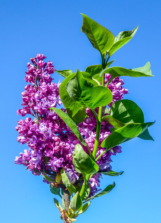 Lovely Lilacs Photograph by Pamela Newcomb