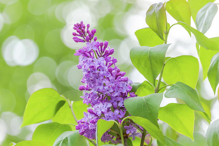 Lovely Lilacs Photograph by Penny Meyers