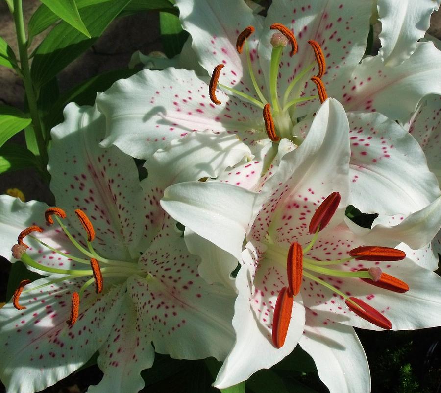 Lily Photograph - Lovely Lilies by Anna Villarreal Garbis