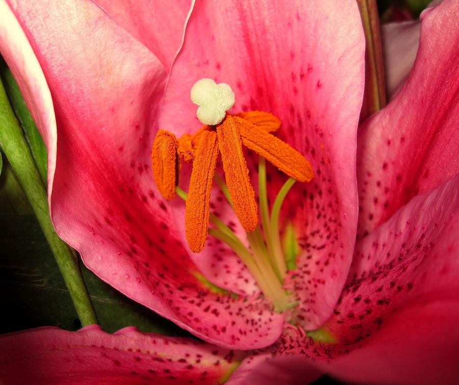 Flower Photograph - Lovely Lilies by Bonita Brandt