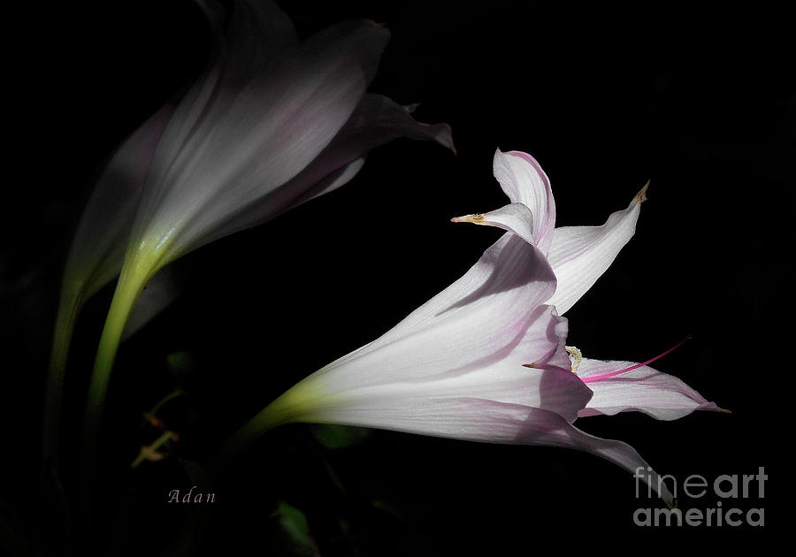 Lovely Lilies Dreams to Light Macro Photograph by Felipe Adan Lerma