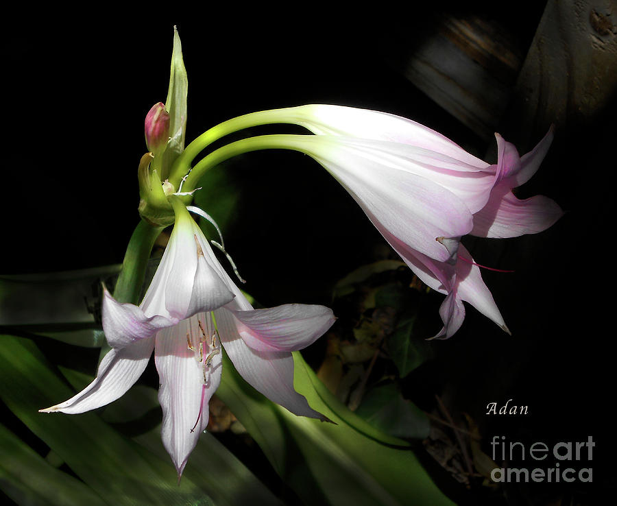 Lilies Photograph - Lovely Lilies Dual Bloom by Felipe Adan Lerma