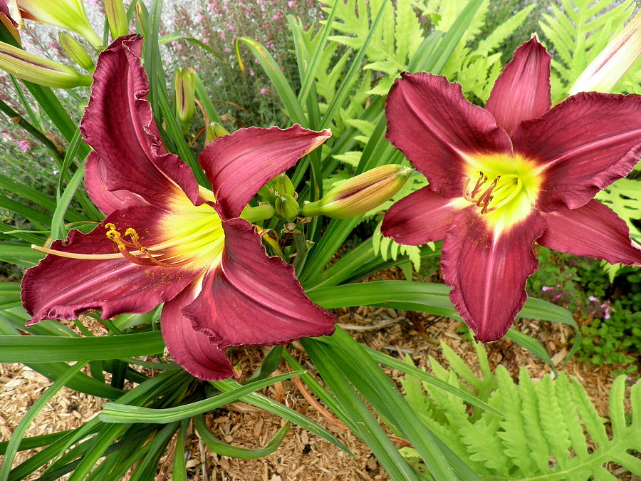 Red Lilies Photograph - Lovely Lilies by Kate Gallagher