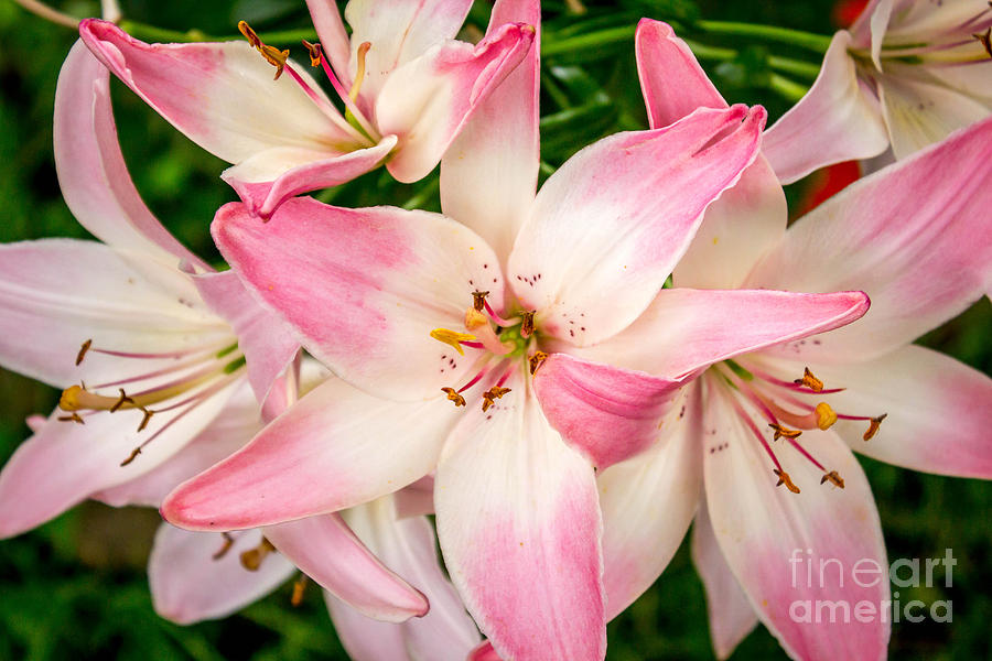 Lovely Lilies Photograph