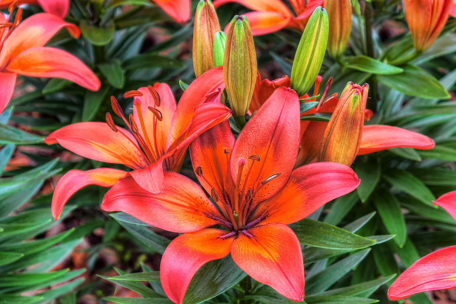 lovely Lilies  Photograph by Nadia Sanowar