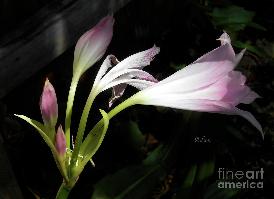 Lovely Lilies Stages Photograph by Felipe Adan Lerma