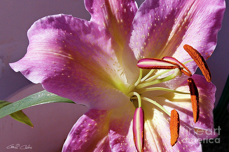 Lovely Lilium. Original exclusive photo art. Photograph by Geoff Childs