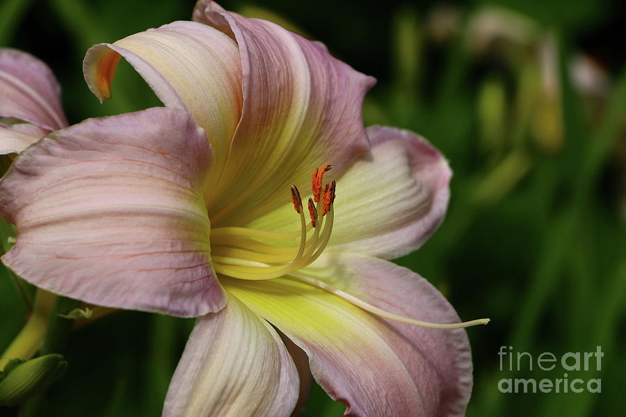 Lovely Lily Photograph by Christiane Schulze Art And Photography