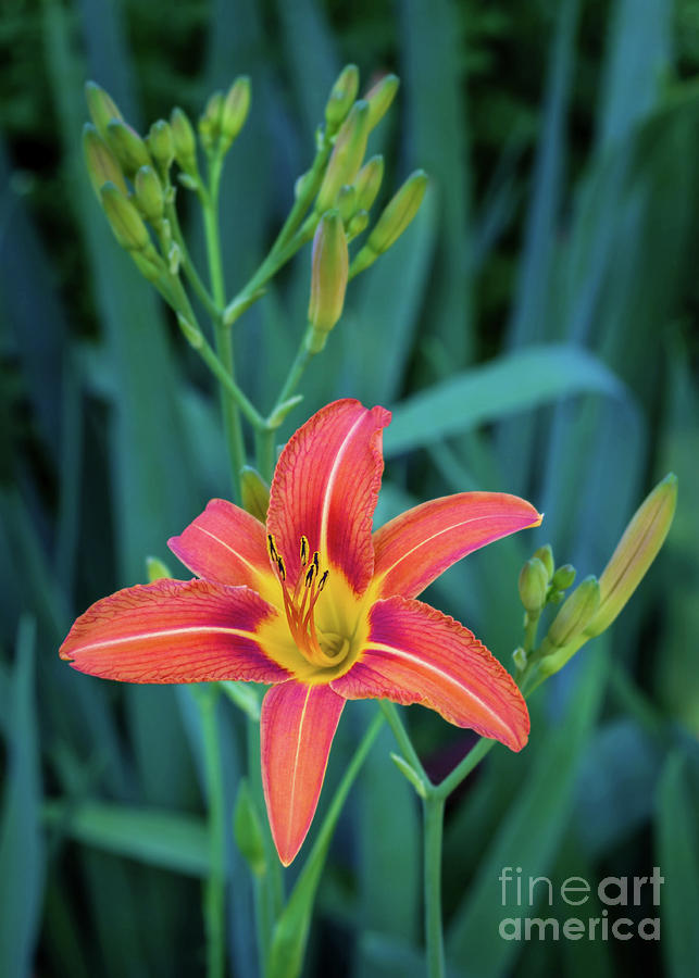 Lily Photograph - Lovely Lily by Janet Barnes