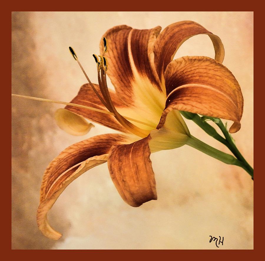 Lily Photograph - Lovely Lily by Marsha Heiken
