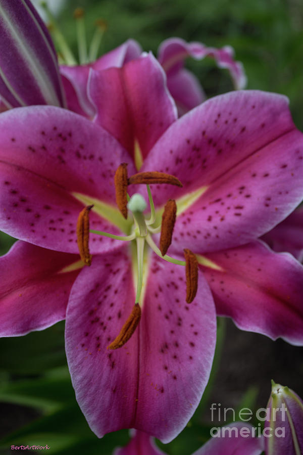 Lovely Lily Photograph by Roberta Byram
