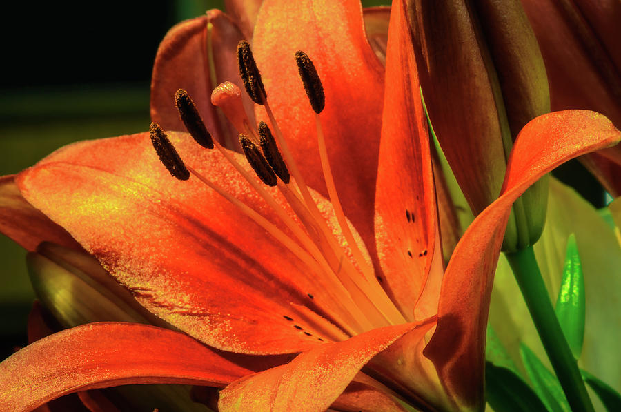 Lovely Lily Photograph By Sergey Shinkevich 