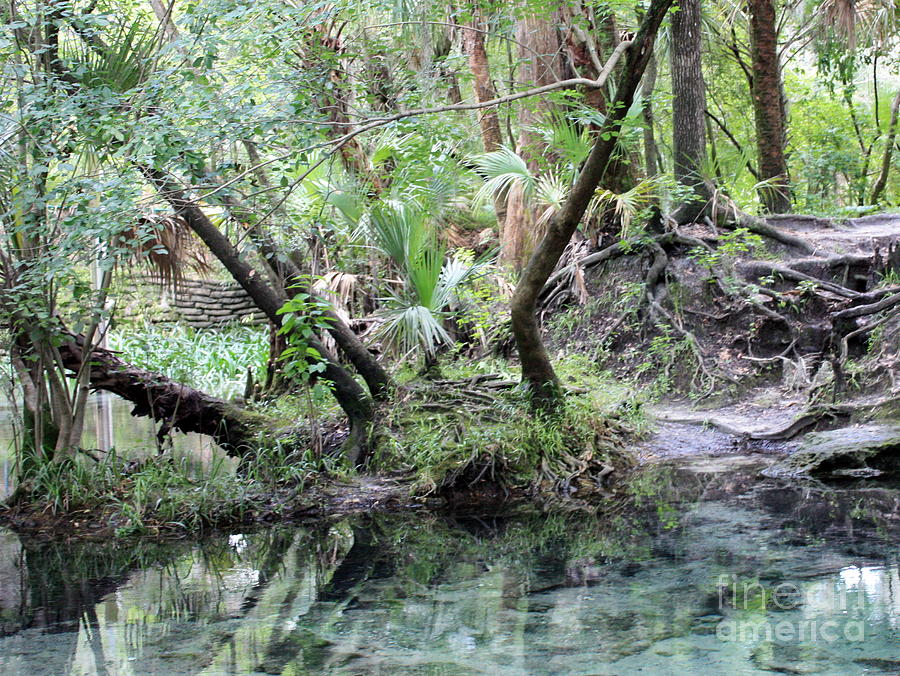 Lovely Lithia Springs Photograph by Carol Groenen