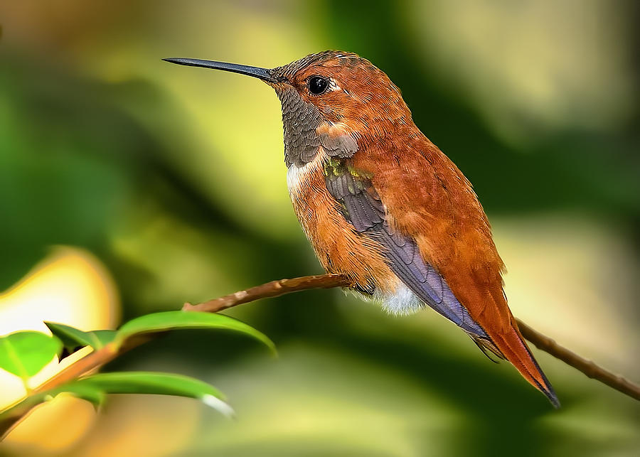 Lovely little bird Photograph by Bill Dodsworth