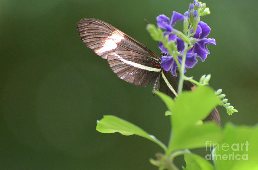 Lovely Look at a Common Postman Butterfly on a Flower Photograph by DejaVu Designs