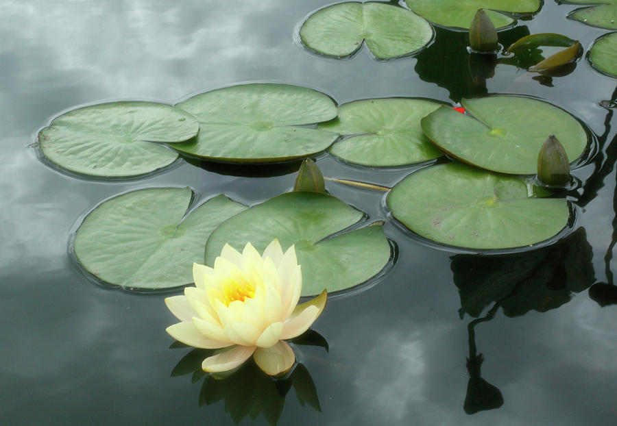 Lovely Lotus Photograph by Cate Franklyn
