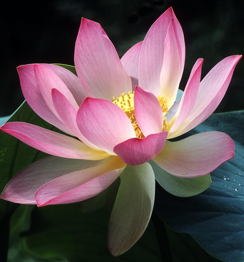 Lovely lotus Photograph by Elvira Butler