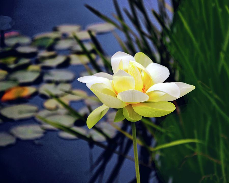 Lovely Lotus Photograph by Jessica Jenney