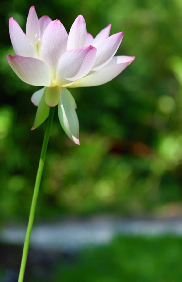Lovely Lotus Lone Bloom Photograph by M E