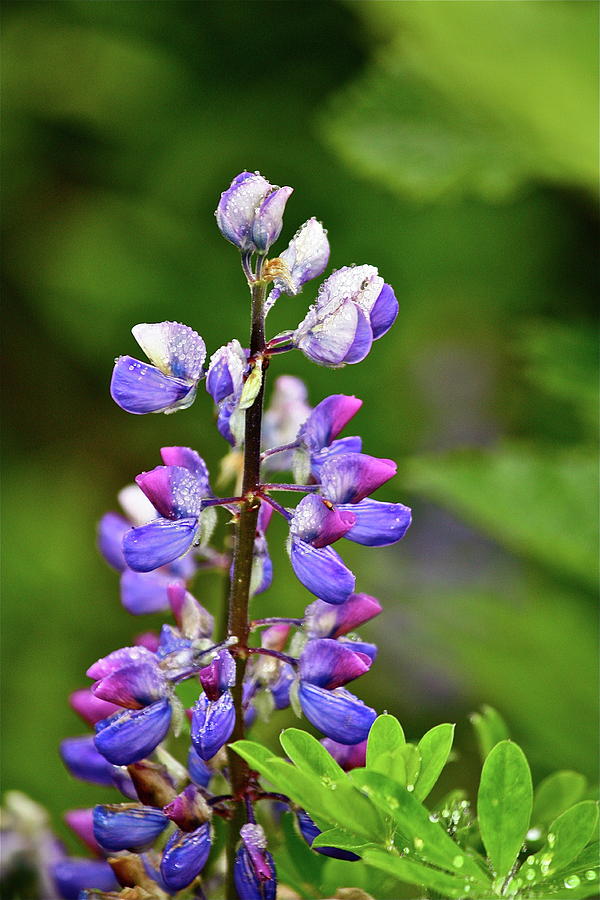 Lovely Lupine Photograph by Diana Hatcher