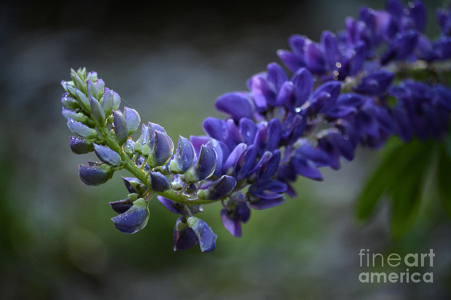 Lovely Lupine Photograph by Forest Floor Photography
