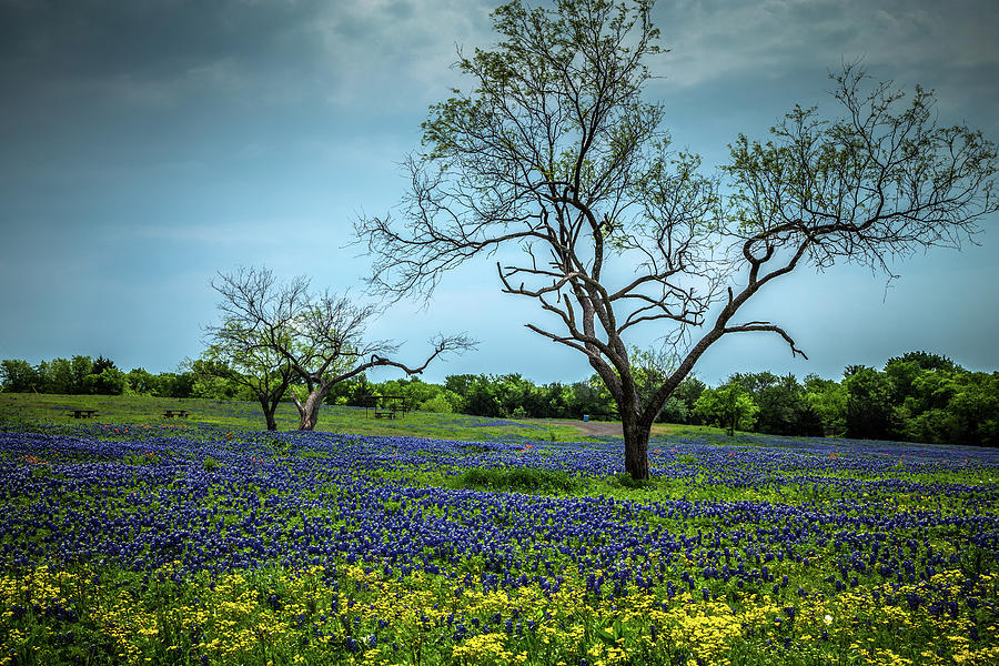 Lovely Meadow Photograph by Tom Weisbrook - Fine Art America