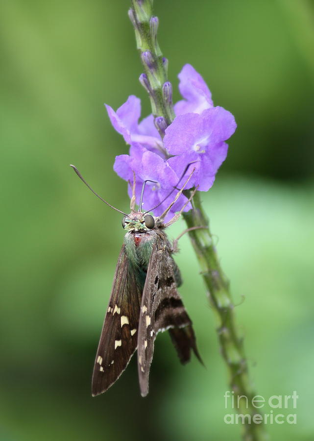 Lovely Moth on Dainty Flower Photograph by Carol Groenen