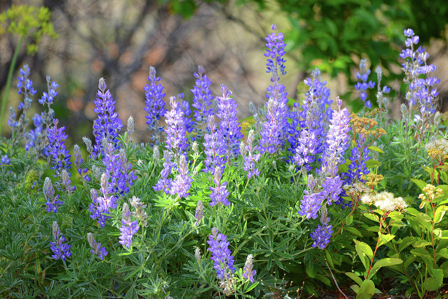 Lovely Mountain Lupine Photograph by Whispering Peaks Photography
