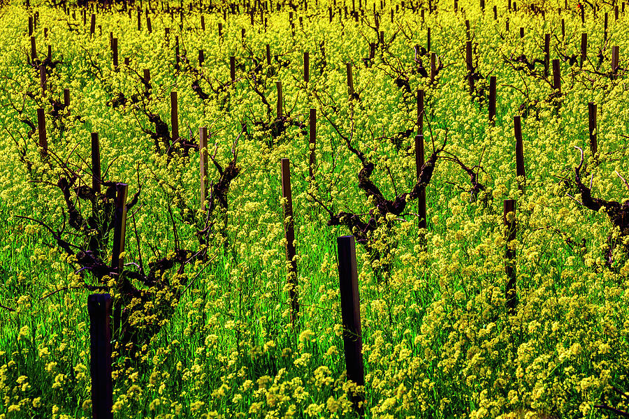 Lovely Mustard Grass Photograph by Garry Gay