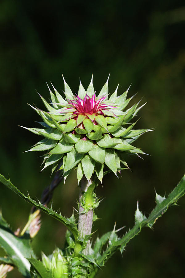 Lovely Noxious Weeds Photograph by Kathy Clark
