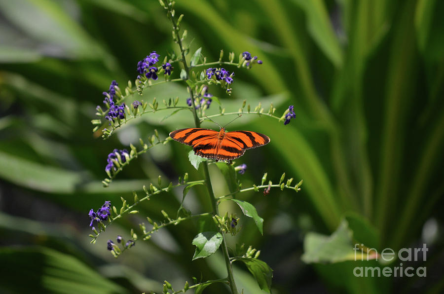 Lovely Oak Tiger Butterfly In the Wild Photograph by DejaVu Designs