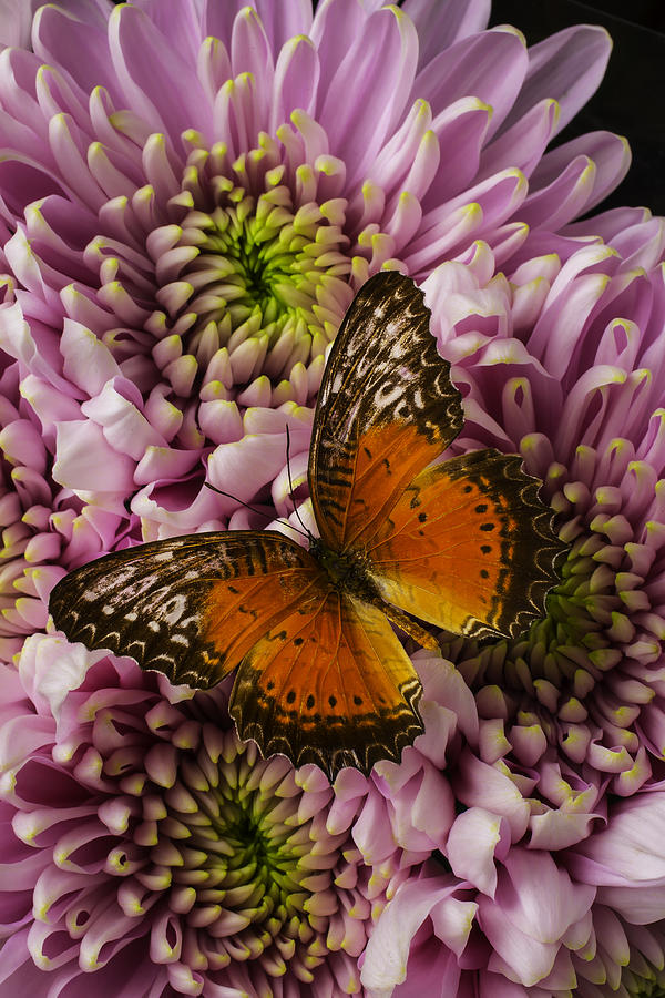 Lovely Orange Butterfly Photograph by Garry Gay - Pixels