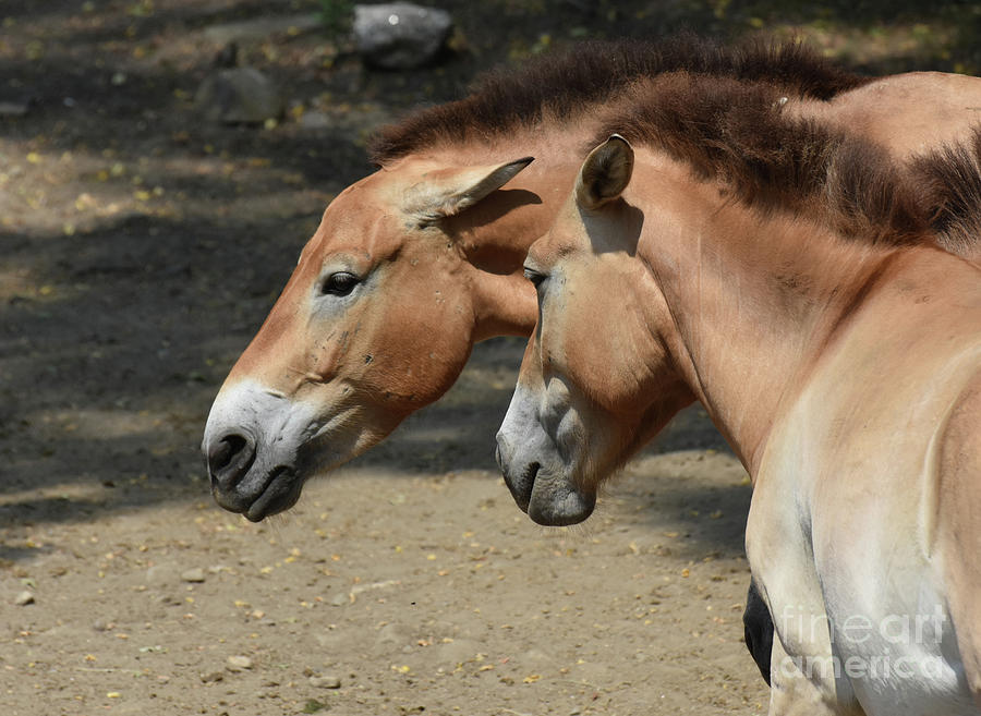 Lovely Pair of Brown Mongolian Horses in Nature Photograph by DejaVu Designs
