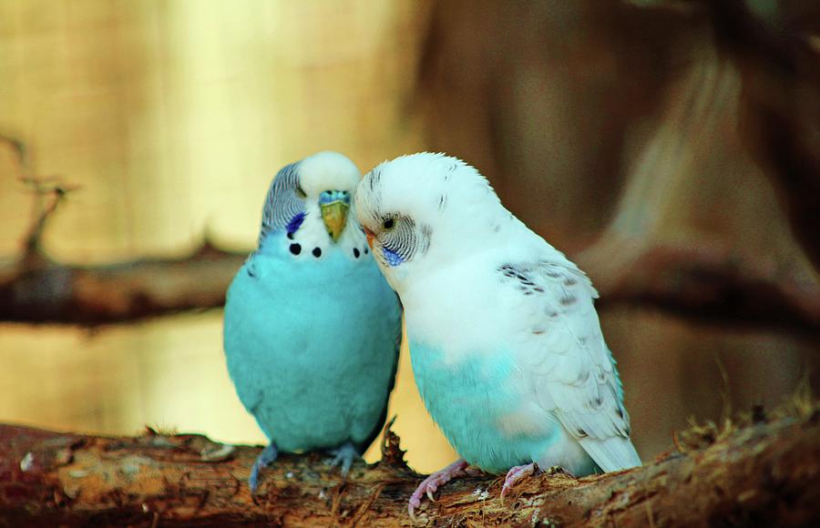 Lovely Pair Of Budgies Photograph by Cynthia Guinn