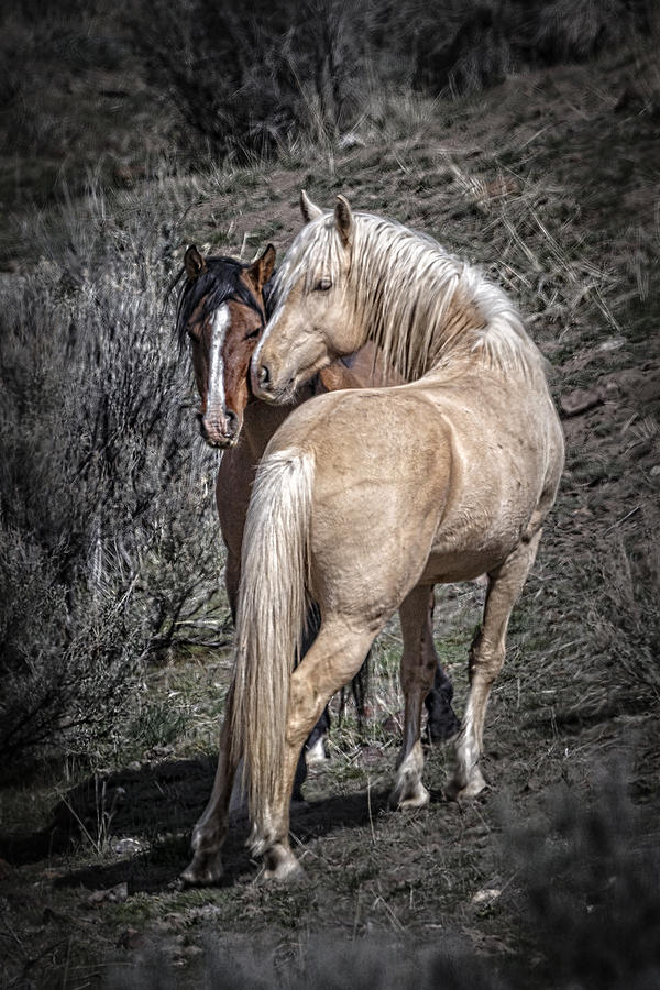 Lovely Palomino Photograph by Wes and Dotty Weber