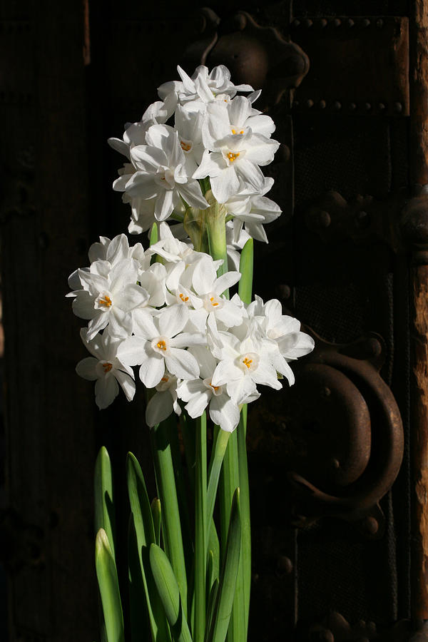 Lovely Paperwhites Photograph by Tammy Pool