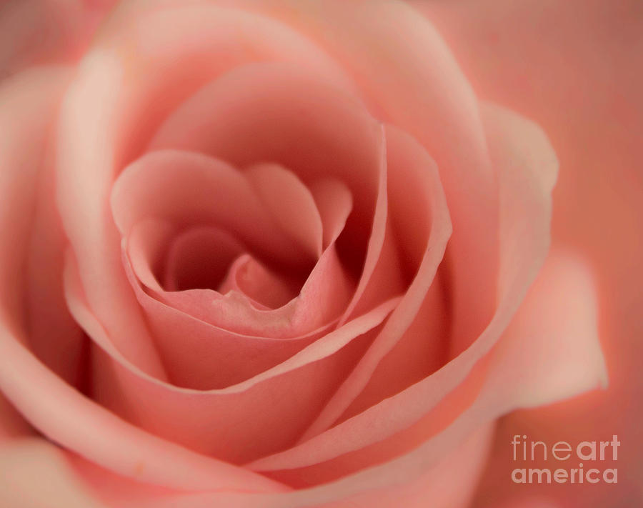 Rose Photograph - Lovely Peach by Arlene Carmel