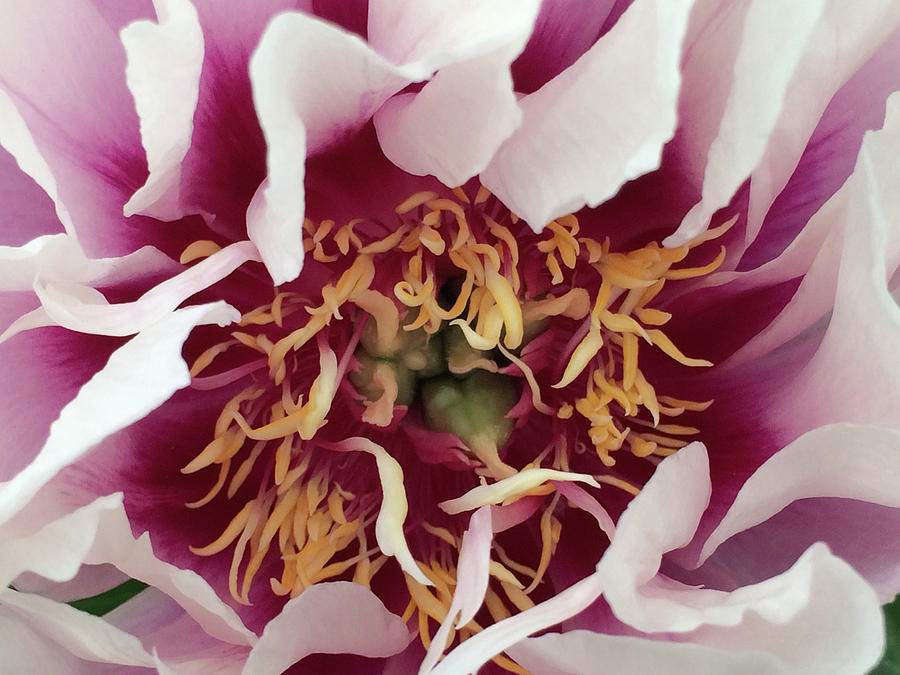 Lovely Peony Photograph by Jacklyn Duryea Fraizer