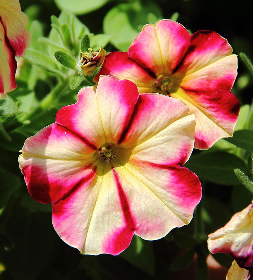 Lovely Petunia Photograph by Allen Nice-Webb