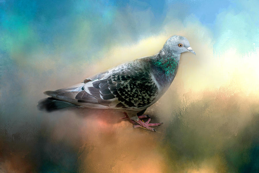 Lovely Pigeon Digital Art by Terry Davis