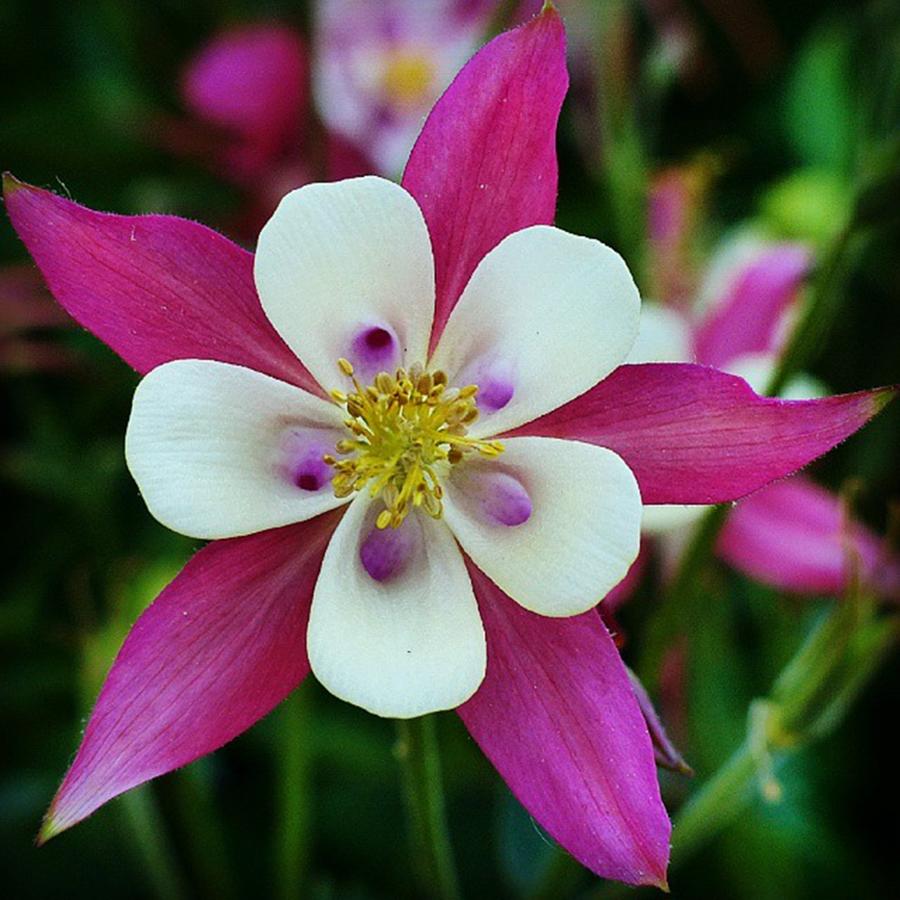 Nature Photograph - Lovely Pink And White Columbine! by Ly Dickerson
