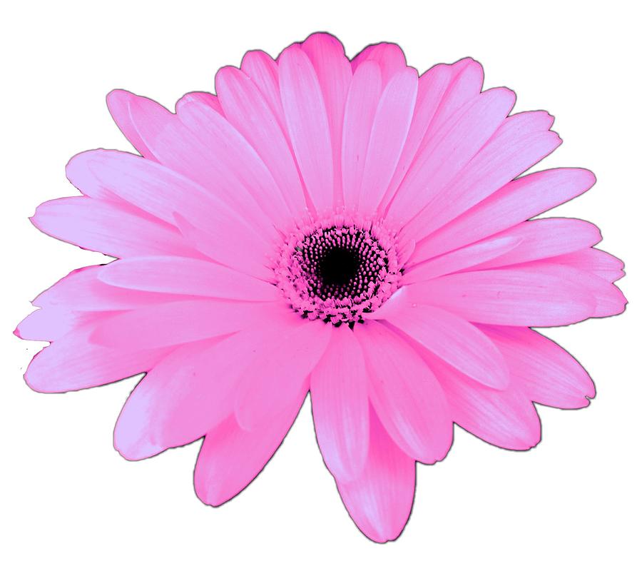 Lovely Pink Daisy Flower Gift by Delynn Addams Digital Art by Delynn Addams