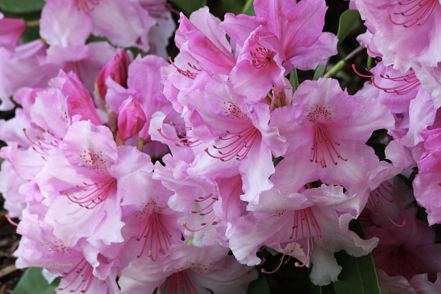 Lovely Pink Rhododendrons Photograph by Jeanette C Landstrom