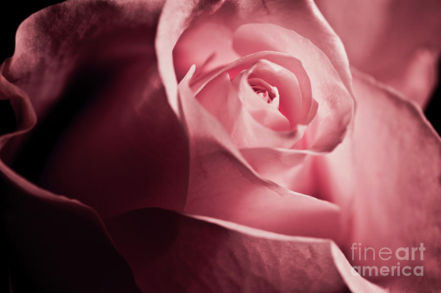 Lovely Pink Rose Photograph