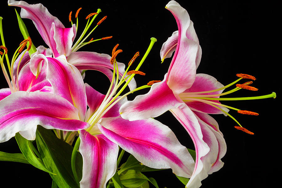 Lovely Pink Tiger Lilies Photograph by Garry Gay