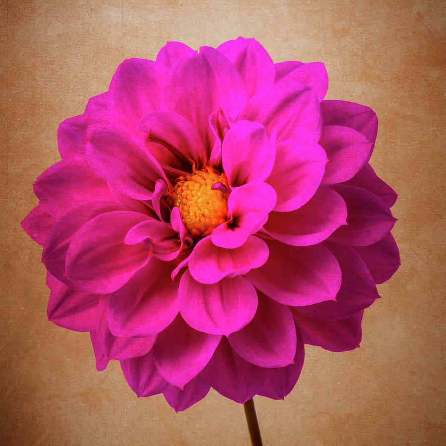 Lovely Purple Dahlia Photograph by Garry Gay