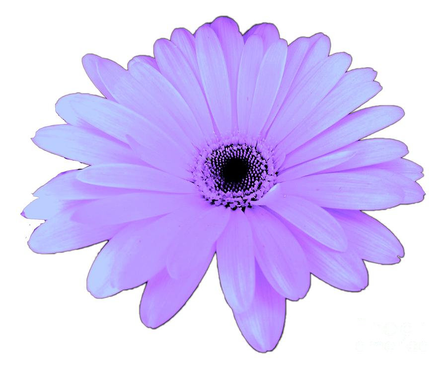 Lovely Purple Daisy Flower by Delynn Addams Digital Art by Delynn Addams