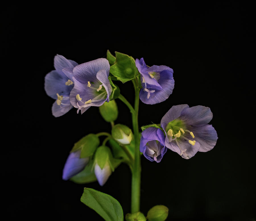 Lovely Purple Flower Stem Photograph by Douglas Barnett